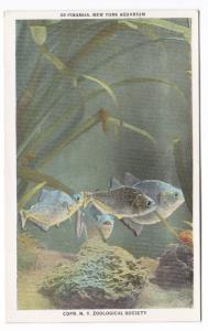 Piranha Fish New York City Aquarium 1920c postcard