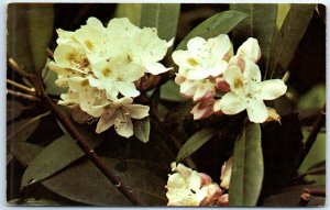 M-63223 Rhododendron Maximum the state flower of West Virginia