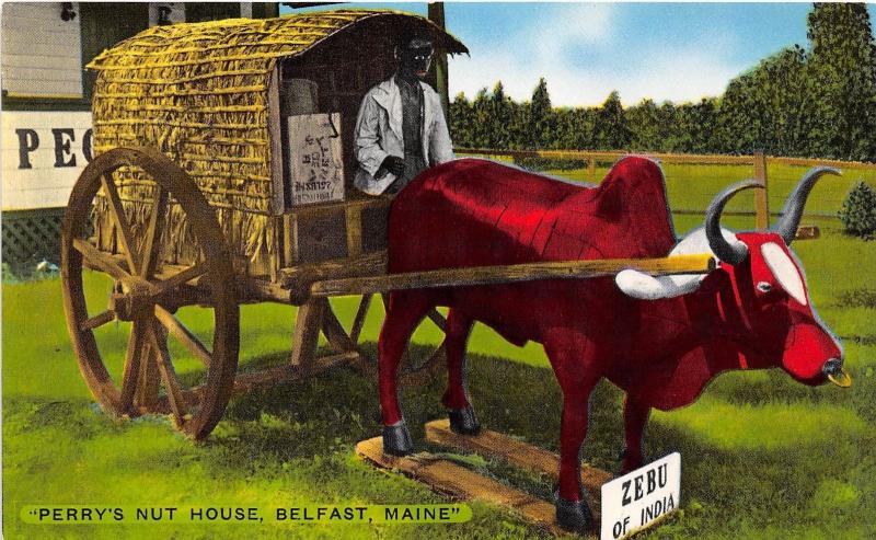 C26/ Advertising Ad Postcard c1940 Belfast Maine Perry's Nut House Zebu India 19