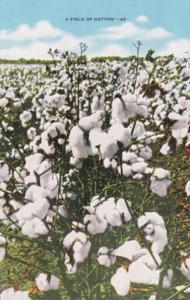 A Field Of Cotton In Bloom