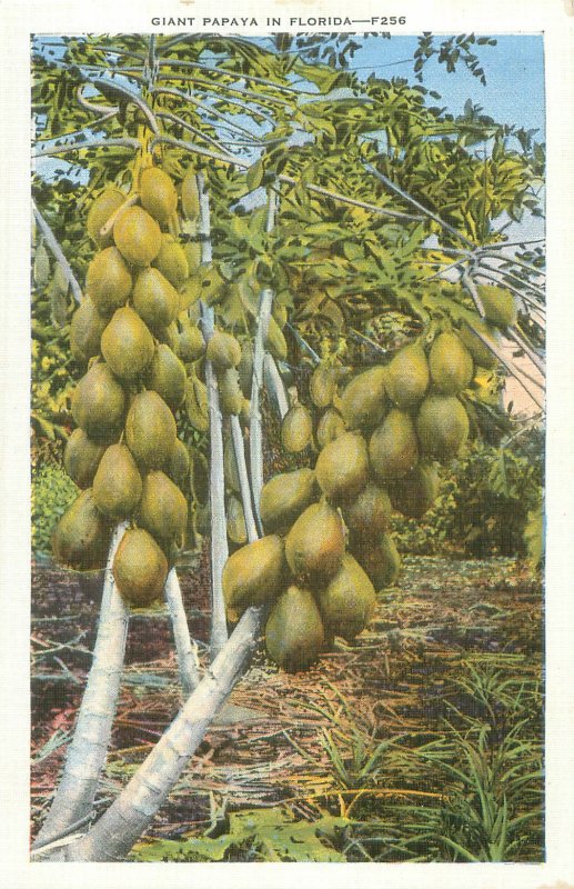 Giant Papaya in Florida White Border Postcard EC Kropp F-256