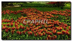 Modern Postcard Holland Land of flowers