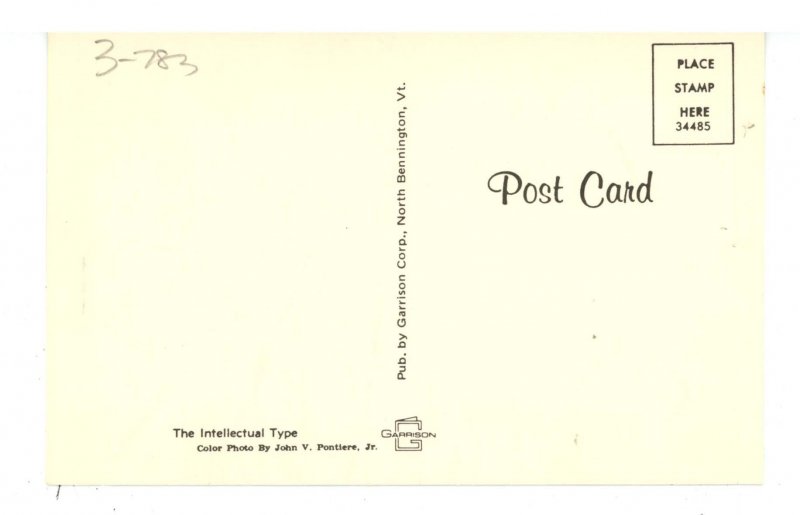 Dogs - Intellectual Collie