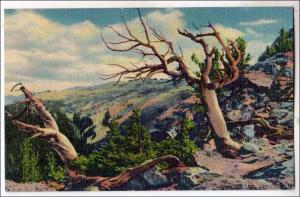 CO - Timberline Trees, Rocky Mountain Nat Park