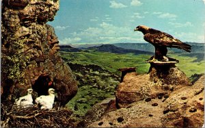 Golden Eagles Denver Museum City Park Denver Colorado CO VTG Postcard 