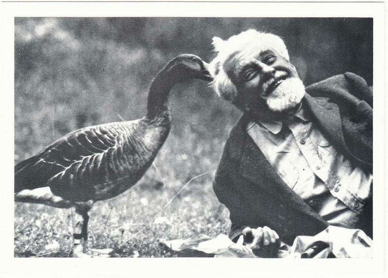 Konrad Lorenz with a Greylag Goose Ethology Modern Postcard