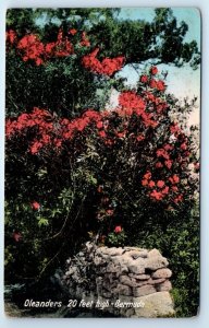 BERMUDA Oleanders 20 feet high Postcard