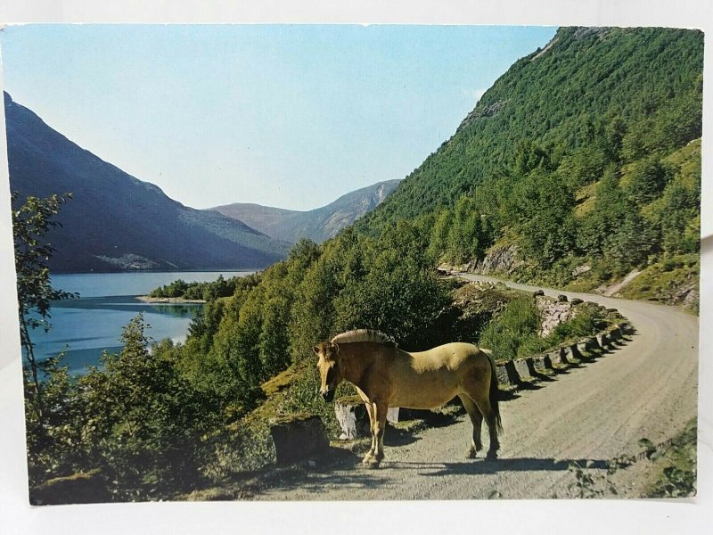 Vintage Postcard Horse Stops to Admire View Lake Loenvatn Loen Nordfjord Norway