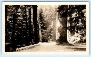 RPPC MT. RAINIER NATIONAL PARK, WA Washington ~ COLUMBUS TREE c1930s Postcard