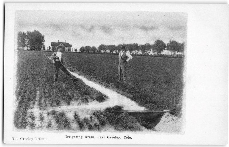 Irrigating Grain, Greeley, Colorado Farming 1900s Tribune UDB Antique Postcard