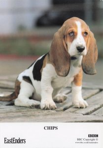Chips BBC Eastenders TV Show Doberman Dog Rare Cast Card Photo