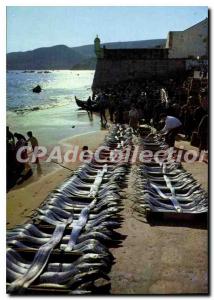 Modern Postcard Sesimbra Portugal Lota Fish Saic