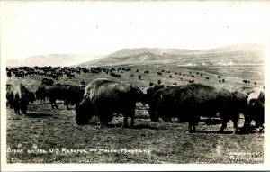 RPPC Bison Auf US Reserve Moiese Montana J.W.Meiers 1930-1939 Postkarte Unp