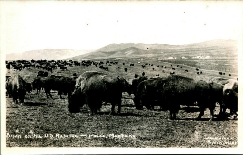 RPPC Bison Auf US Reserve Moiese Montana J.W.Meiers 1930-1939 Postkarte Unp