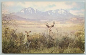 Colorado Springs Colorado~Western White-Tailed Deer~Standard Chrome Postcard