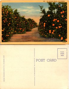 An Orange Grove, California (11145)