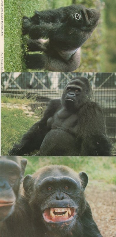 Vampire Chimpanzee Rescue Centre Gorilla 3x Postcard s