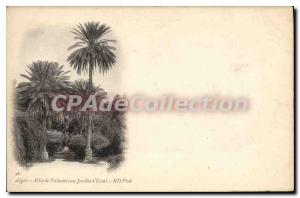 Postcard Old ALGIERS palms test garden