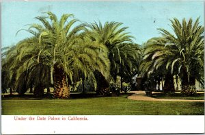 Vtg 1900s Under the Date Palm Trees in California CA Postcard