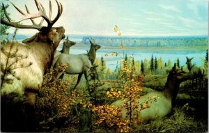 Bull Elk Taxidermy Saskatchewan Museum Natural History Canada Postcard