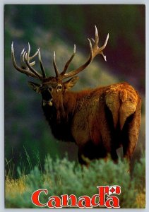 Rocky Mountain Elk, Canada, Chrome Postcard, NOS