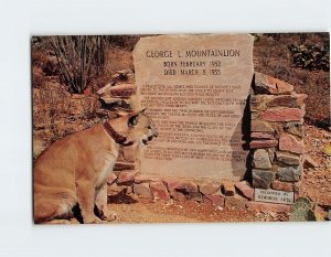 Postcard George Mountainlion II, Arizona-Sonora Desert Museum, Tucson, Arizona