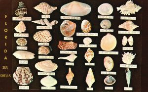 Vintage Postcard Florida Sea Shells Found along Coast Shell Display Color Photo