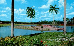 Florida Miami Hialeah Race Course Flamingo IIsland At South End Of Infield Lake