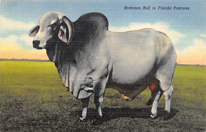 Brahman Bull Florida, USA Cow Unused 