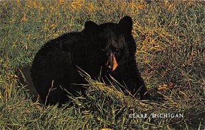 A Michigan Bear Club  Clare MI 