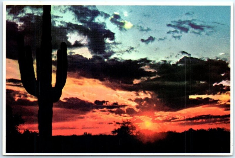 Postcard - The Setting Sun silhouettes a sentinel-like Saguaro cactus