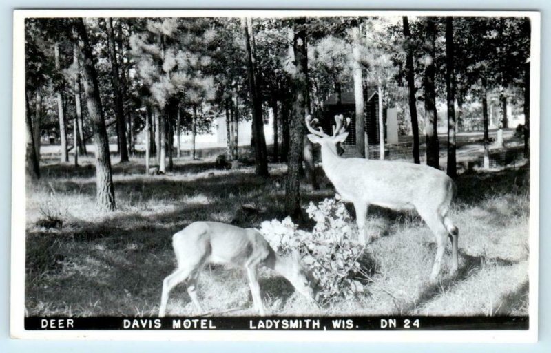 RPPC  LADYSMITH, Wisconsin WI ~ Deer at DAVIS MOTEL c1940s Rusk County Postcard