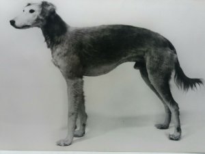 Vintage Postcard Early Import Saluki Dog Luman Imported from Egypt c1897