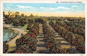 Orange Grove Florida, USA Fruit Assorted Unused 