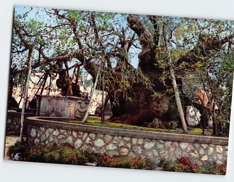 Postcard The Platane-tree of Hippocrates, Kos, Greece