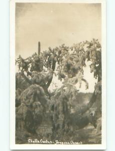 Pre-1949 rppc CHOLLA CACTUS State Of Arizona Arizona AZ o1400