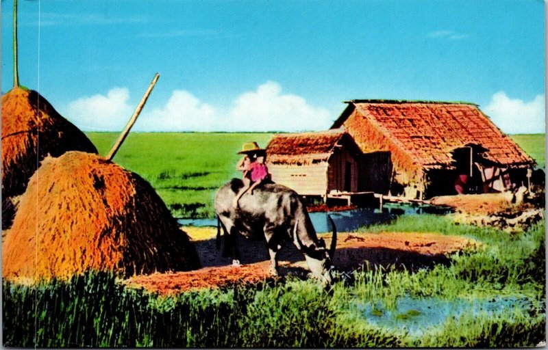 Vtg Country Life in Thailand Farm Children Riding Ox 1960s View Postcard