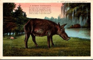Florida Wild Hog A Razorback Curteich