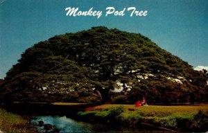 Hawaii Monkey Pod Tree 1962