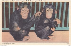 WASHINGTON DC , 1930-40s , Zoo , Chimpanzees