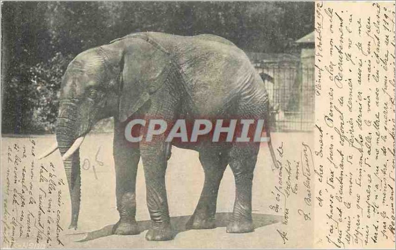 Old Elephant Post Card