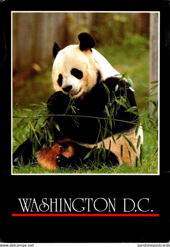 Panda Bear Washington National Zoo 1989