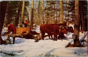 Gathering the Sap for Vermont Maple Syrup Chrome Postcard Y14