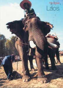 Postcard Asia Luang Prabang Laos elephant festival Hongsa Saysaboury