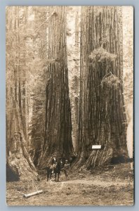 REDWOODS CA HORSEMAN & MILITARY OFFICER ANTIQUE REAL PHOTO POSTCARD RPPC