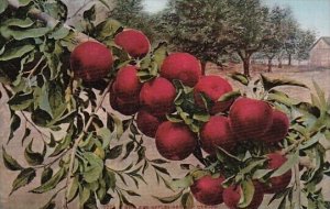 Oregon Howard Apples Grown In Portland