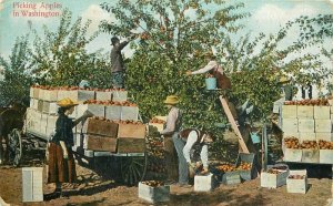 Artist Impression 1912 Picking Apples Washington  Postcard Spokane 10558