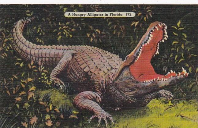 Florida A Hungry Alligator 1941