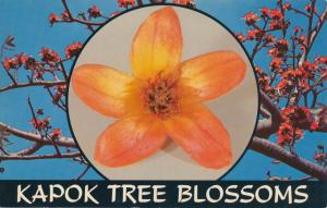 Kapok Tree Blossoms near Clearwater FL, Florida