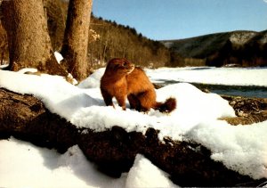 Animals Mink Along A Winter Stream